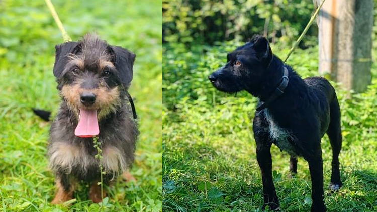 Aktualizováno: Týraní psi stále čekají na své nové majitele