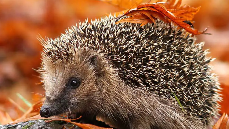 Přispějete ježkům na zimu?
