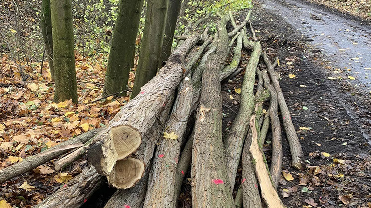 Zůstane Kosíř beze stromů?