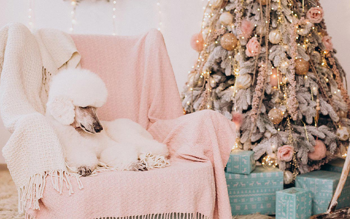 Udělejte si letošní Vánoce růžové!