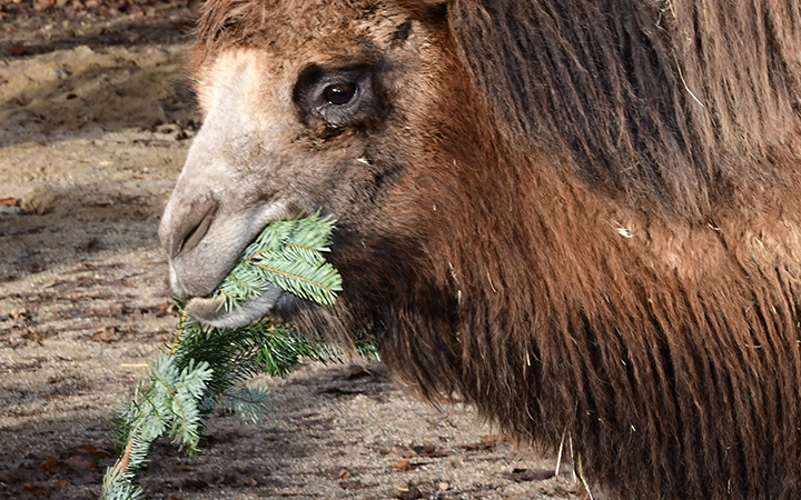 Vánoční stromky končí v žaludcích zvířat