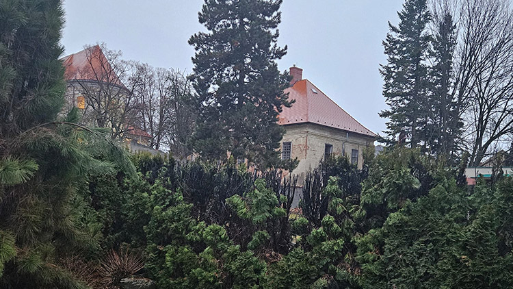 Soused mu na Silvestra zapálil túje. Pěstoval je 20 let