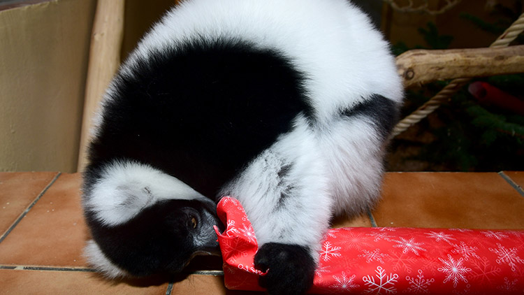 Také zvířata rozbalovala dárky!
