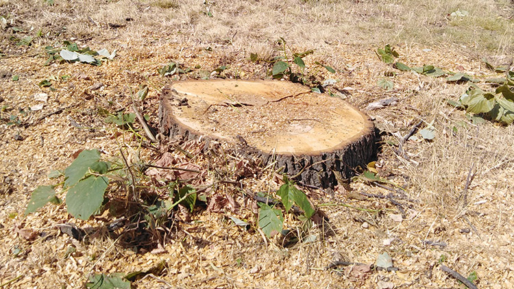 Ročenka město druhé pololetí