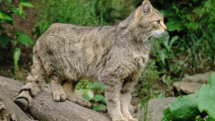 Divoké kočky na Běliskách