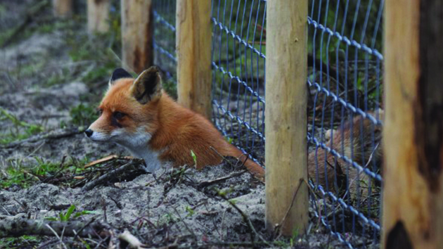 Bystroušku loví strážníci