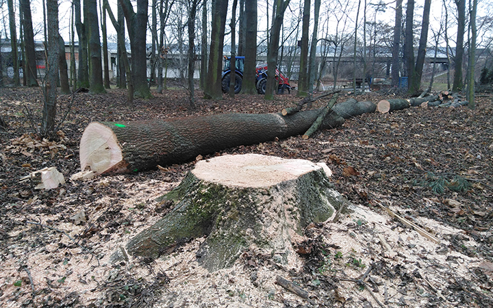 V parčíku u pivovaru SE KÁCELO