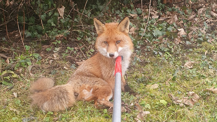 Liška prohrála boj o život