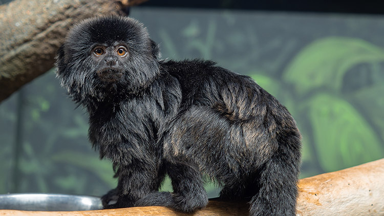 Závisláci na houbách rodí dvakrát ročně