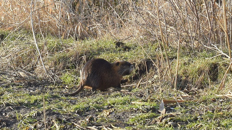 NUTRIE V CUKRÁRNĚ!