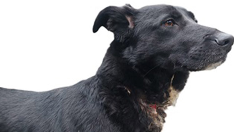 Fenka se málem  sama PODŘEZALA