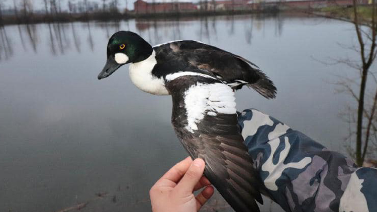 Hoholí krasavec už zase brázdí velkou vodu