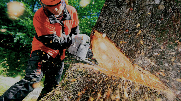 V Havlíčkově se bude kácet