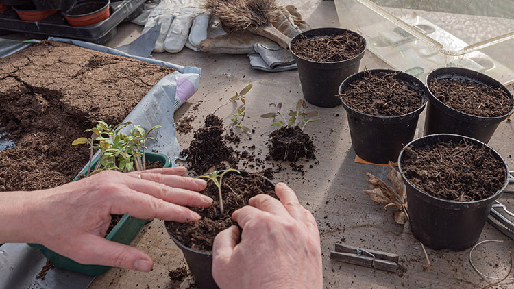 Zahradničení na jaře pro začátečníky