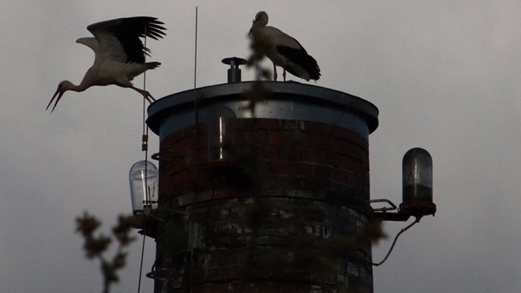 Čápům bílým začala sezóna i v Prostějově