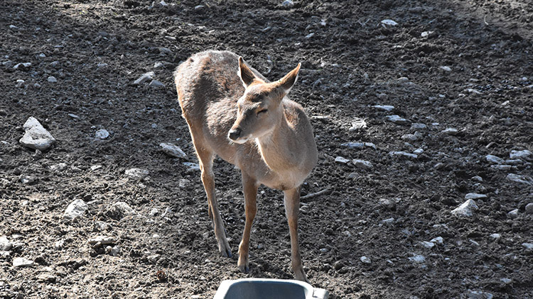 Na Kopečku zachraňují vzácné daňky