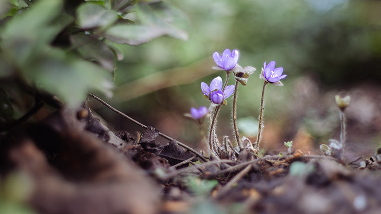 Zelený ráj v Lidické ulici slaví 90. výročí založení