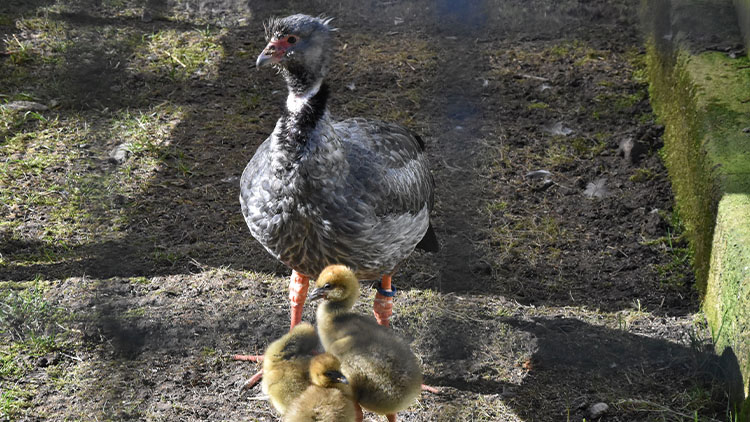 Hanácký hipogryf má konečně mladé