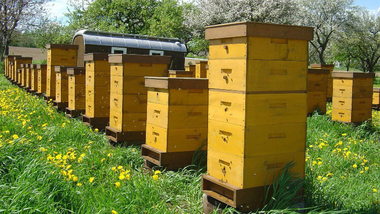 Na zámku budou stáčet med 