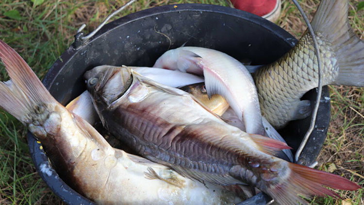 Drama na drozdovickém rybníku