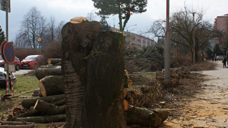 Co místo vykácených stromů