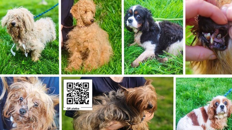AKTUALIZOVÁNO: 29 zubožených psů!