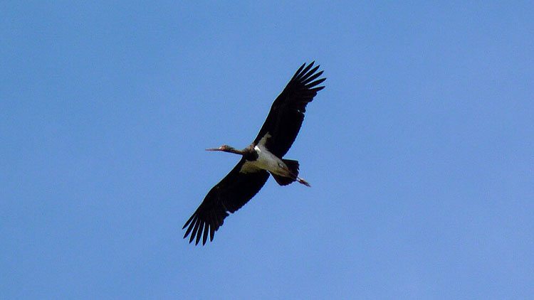 Prostějovská odysea čápů černých