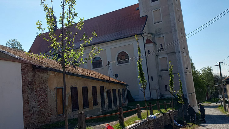 V Konici složili stromovou  poctu Bedřichu Smetanovi