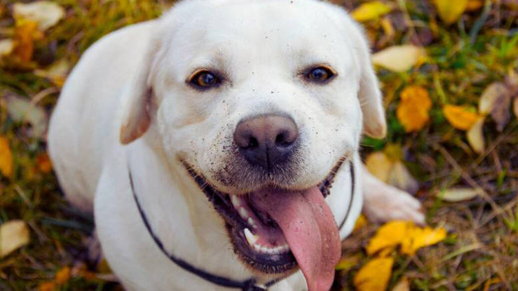 Chlupatý tulák  se „chytil“ sám