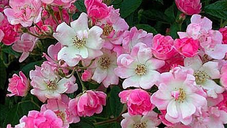 Rozkvetla vzácná růže