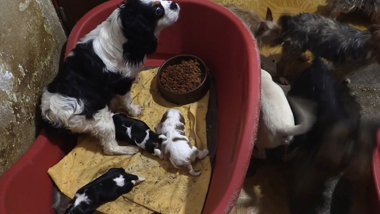 Na týraných psech vydělávaly!