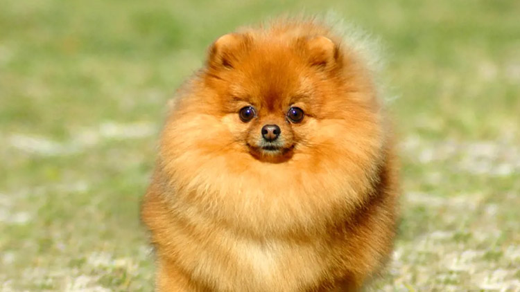 Našel se německý špic