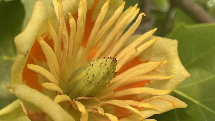 Botanickou zahradu zaplnily  vědomosti a zajímavosti