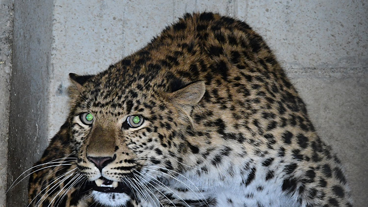 Na Hanou dorazila roztomilá dvojčata