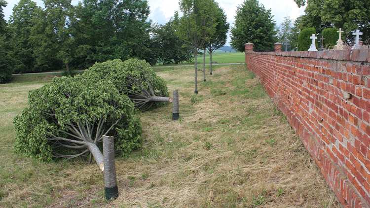 U hřbitova v Žešově  někdo skácel mladé stromy