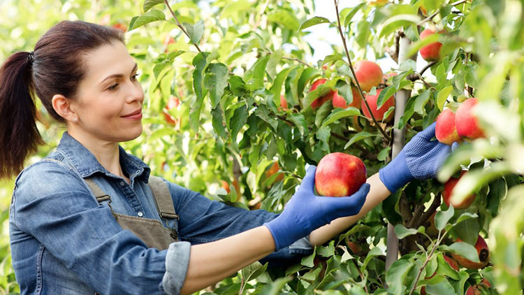 Jste bez práce? Zkuste brigádu v zahraničí