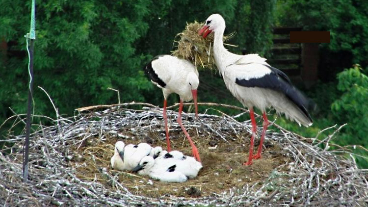 Komín krasické Galy  má nové obyvatele