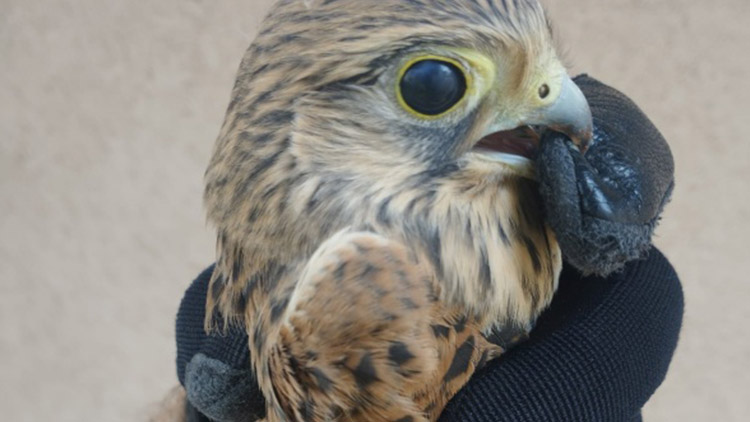 Papoušek v kavárně,  poštolka na poště!