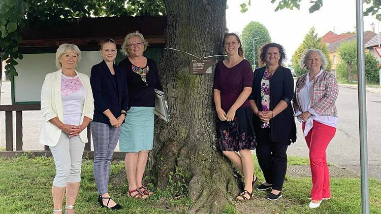 Velikán z Prostějovska zaujal porotce Ankety Strom roku 2024