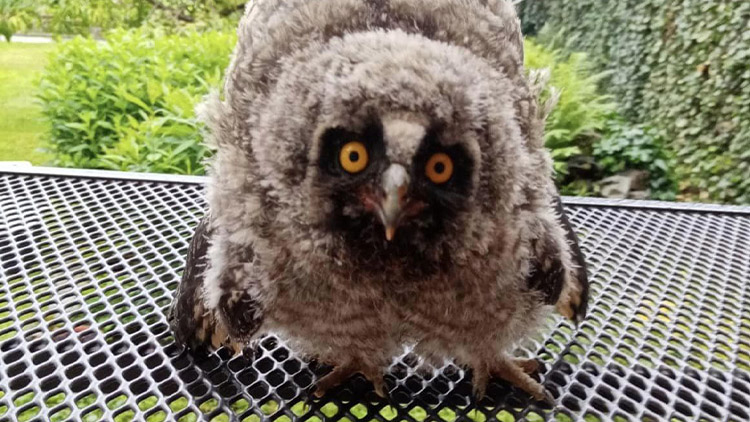 Záchranná stanice v Němčicích je plná ptačích mláďat