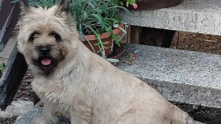 Pro štěňátko si můžete přijet i do Mořic