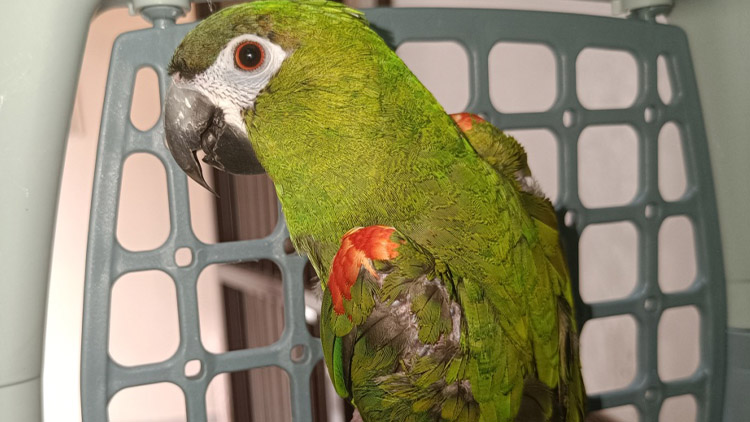 Papoušek na výletě