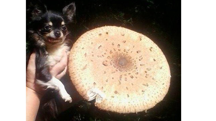 Houba jako deštník