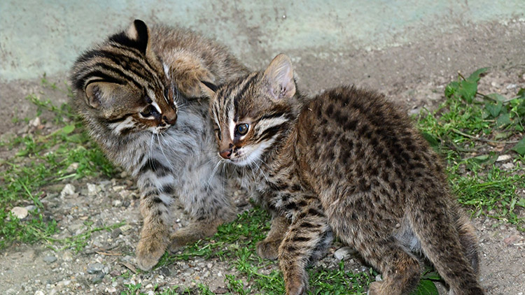 Osm kočičích oušek najednou