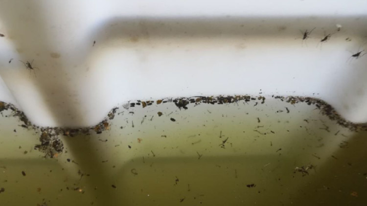 Máme tu nového komára