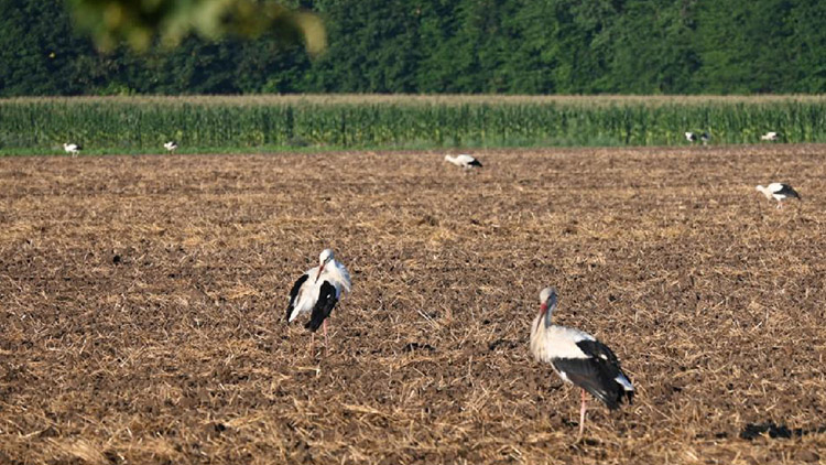 Čapí invaze zaplavila pole