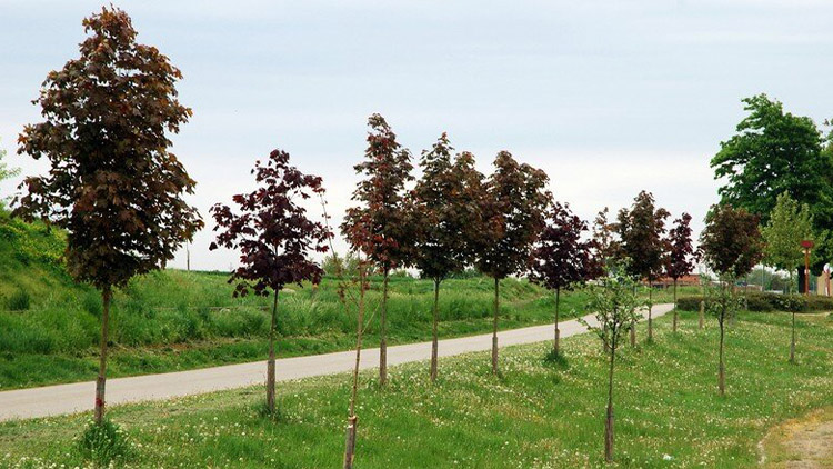 Nové stromy u Klenovic