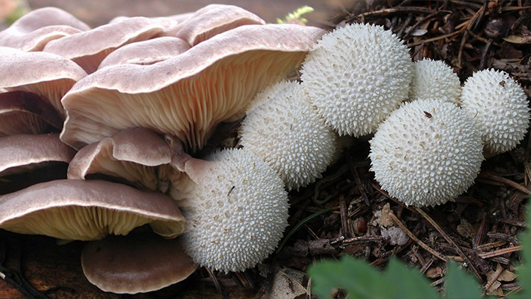 Zdraví prospěšné houby najdete v lese právě teď