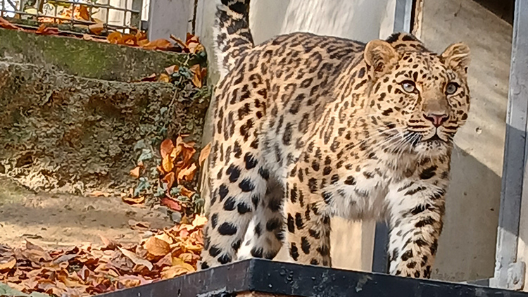 DRAVÁ KRÁSKA  přicestovala do ZOO Olomouc
