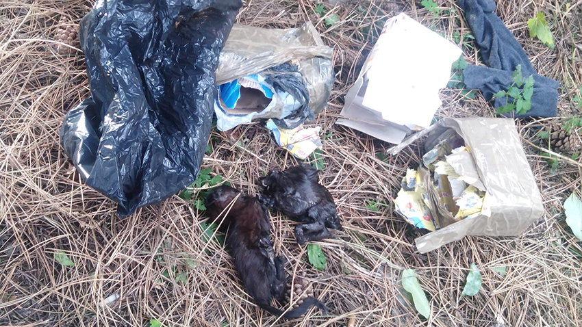 Hrůzný nález v Dolní ulici! Co se našlo?